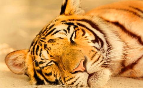 高三优秀说明文：老虎