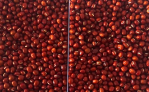 红豆观察日记400字