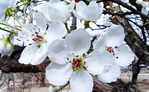 关于大鱼海棠的观后感范文