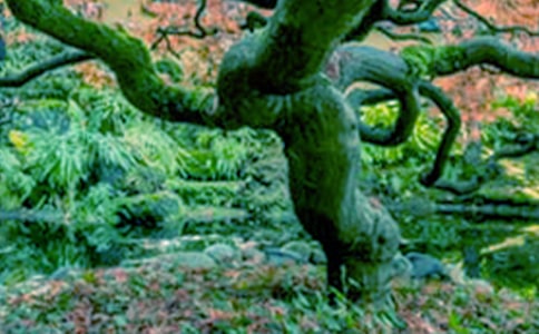 《小草和大树》观后感