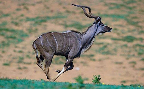 关于羚羊木雕读后感范文