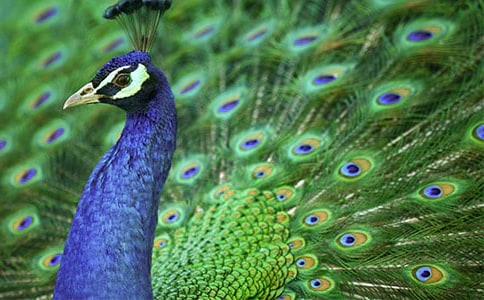 去金坛孔雀园游记作文