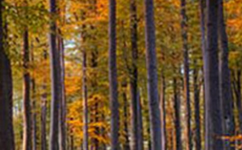 《奇幻森林》观后感