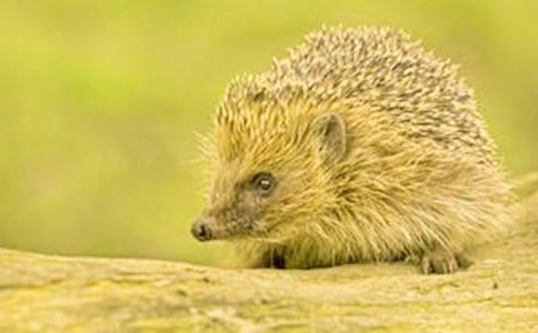 刺猬日记作文1000字