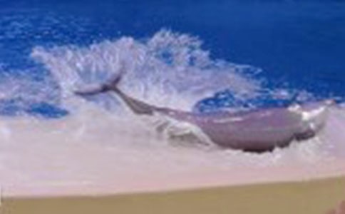 《海豚湾》观后感（精选23篇）