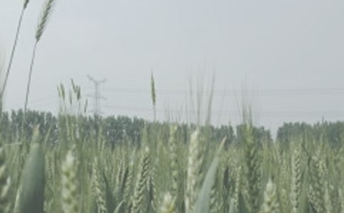 小麦种植日记250字作文