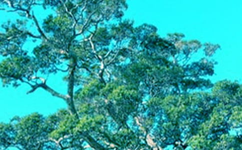 《小草和大树》优秀读后感