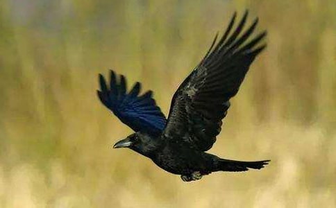 《聪明的乌鸦》观后感作文