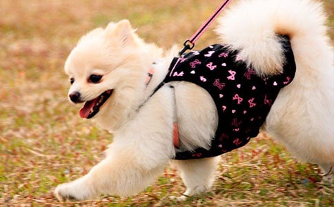 我家的小狗日记范文