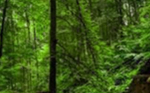 《挪威的森林》观后感范文