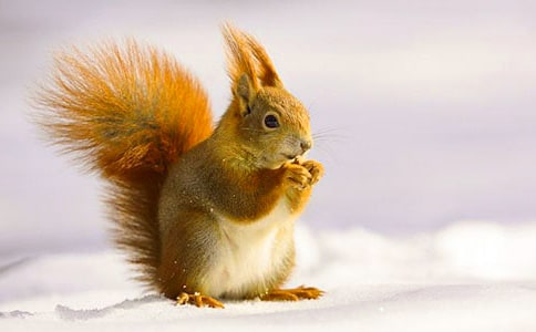 《松鼠日记》二年级教学反思