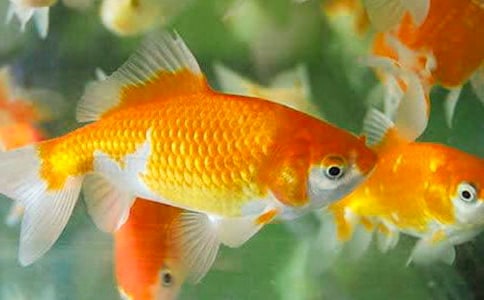 养金鱼的作文