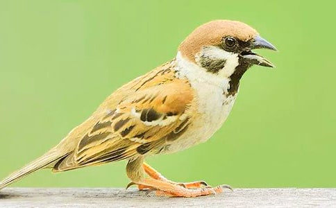 一只麻雀的故事读后感怎么写