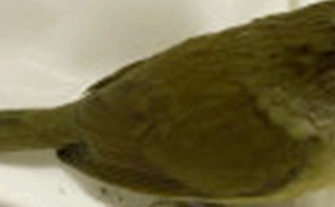 小学书信作文写给小鸟的一封信