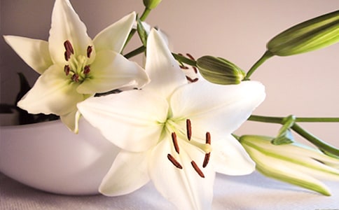 关于百合花读后感