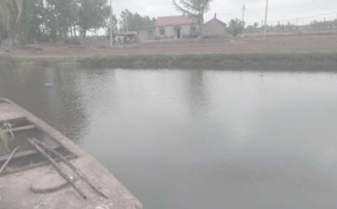 鱼塘的早晨作文