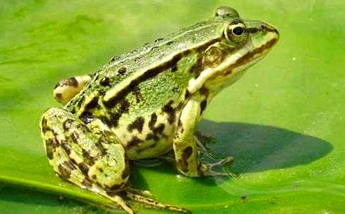 读《青蛙军团爱地球》有感15篇