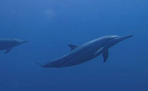 描述海豚说明文