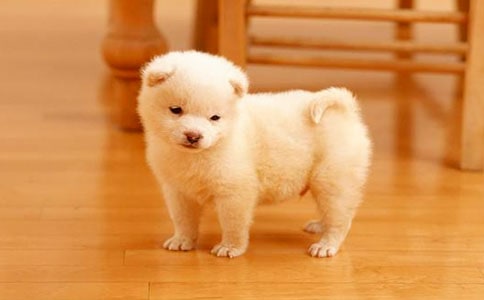 小狗说明文(通用15篇)