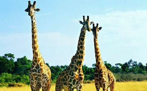 《长颈鹿拉拉》观后感作文