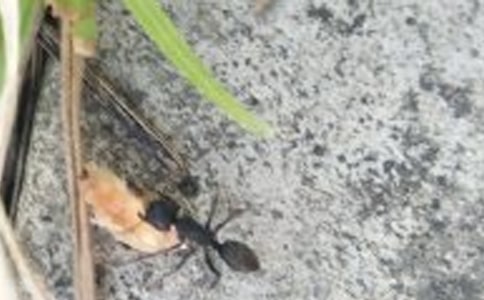 小学四年级日记-蚂蚁维娜