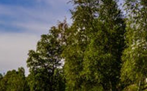 一道美丽的风景线七年级作文八篇