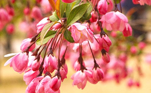 大鱼海棠观后感范文(精选7篇)