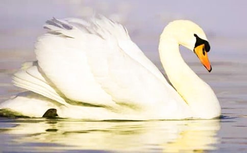 《天鹅牧场》的读后感（精选5篇）