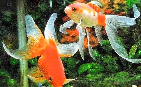 关于金鱼的作文