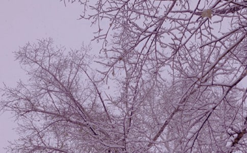 冬日早晨小学作文