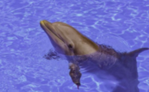 海豚湾纪录片观后感范文