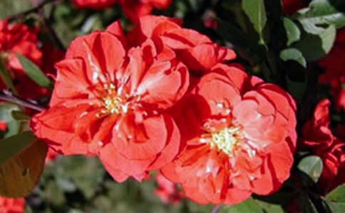 电影《大鱼海棠》观后感作文