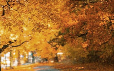 农村风景小学生作文