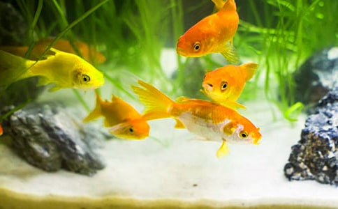 金鱼与水环境作文