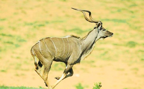 关于羚羊木雕的读后感范文(通用24篇)