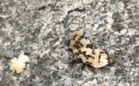 观察小蚂蚁的日记500字