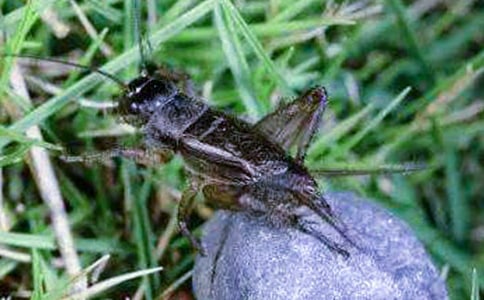 蟋蟀说明文600字