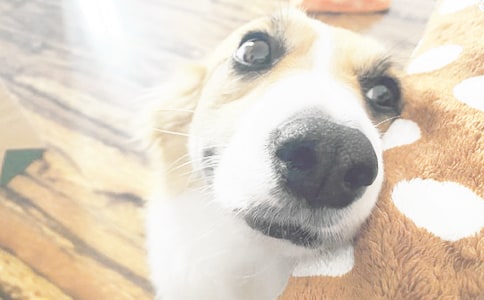 小狗的日记集锦8篇