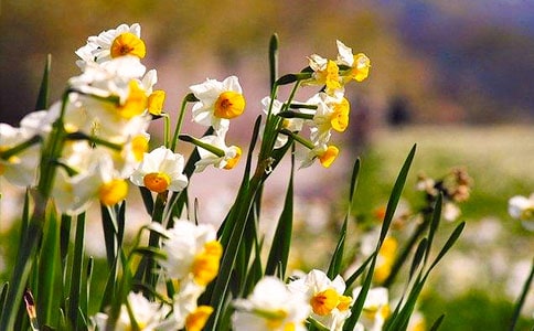 关于水仙花的说明文700字