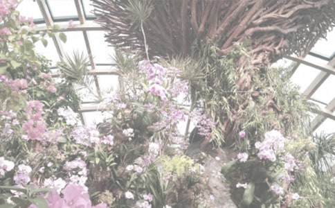 植物园秋游小学日记