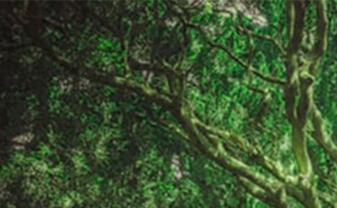 以森林公园游记为题的作文(通用22篇)