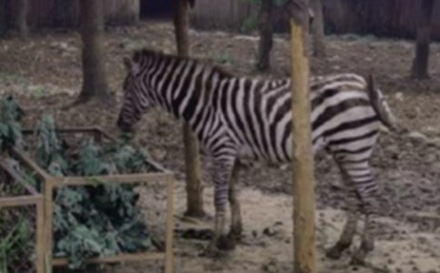 《生命斑马线》观后感