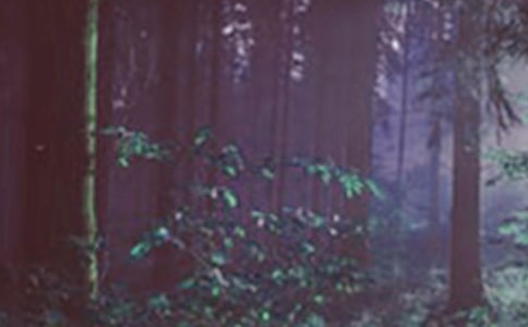 游海底森林小学生写景作文