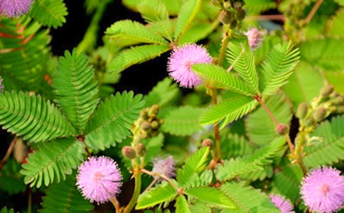 怕羞的含羞草观察日记