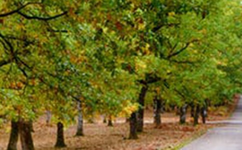 描写我最钟情的风景的作文500字