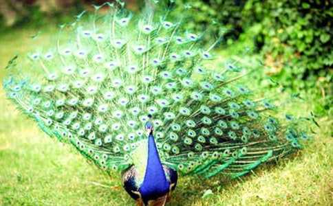 孔雀美,味道更美心情日记