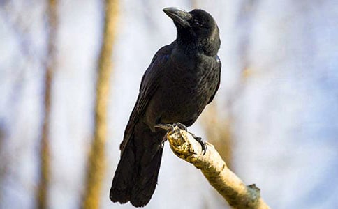 关于《小女巫（彩乌鸦系列）》读后感700字