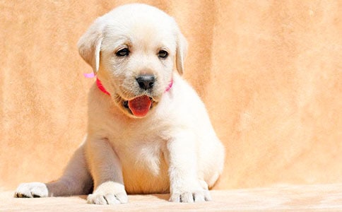 关于小狗的说明文（通用31篇）