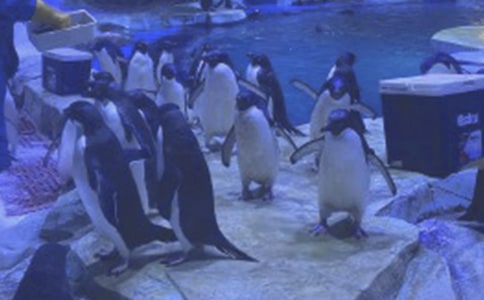 海洋公园游记400字作文