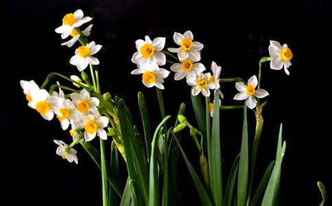 水仙牌风油精的物品说明文